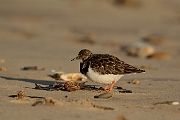 Turnstone